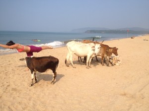 Mooving into the poture, baby cow not so sure...